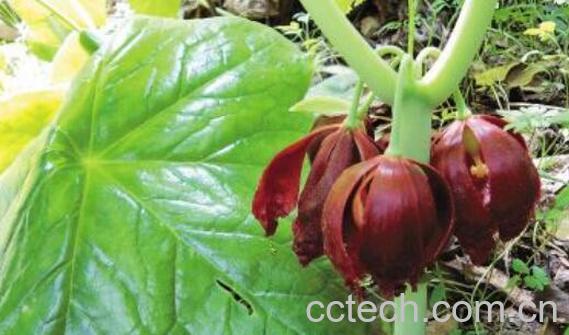 叶下花的功效与作用-1