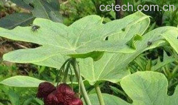 飞龙掌血的功效与作用-0