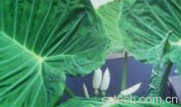 飞龙掌血的功效与作用-1