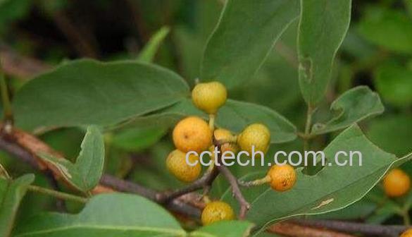 白龙须根的功效与作用-1