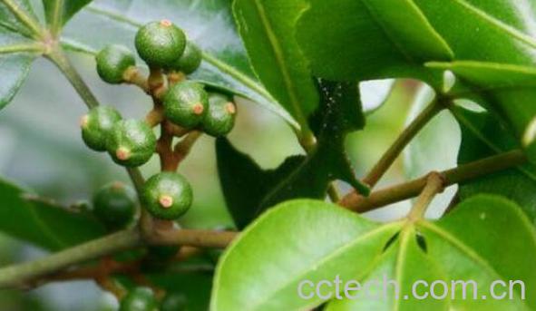 白龙须根的功效与作用-0