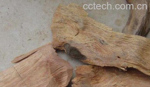 香樟根的功效与作用-0