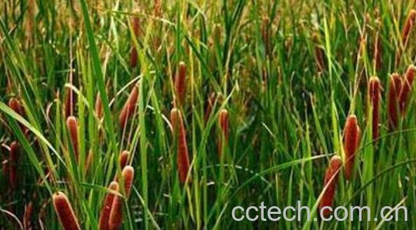 石菖蒲的功效与作用 石菖蒲的药用价值-1