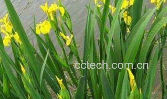 石菖蒲的功效与作用 石菖蒲的药用价值-0