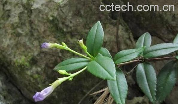 石吊兰的功效与作用-0