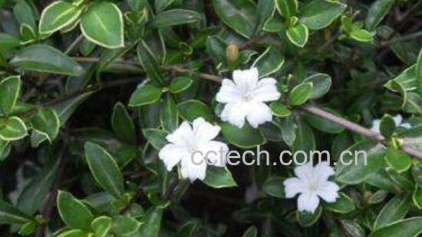 白金条的功效与作用-1