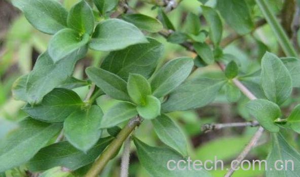 白金条的功效与作用-0