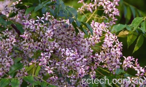 苦楝树的作用与功效-1