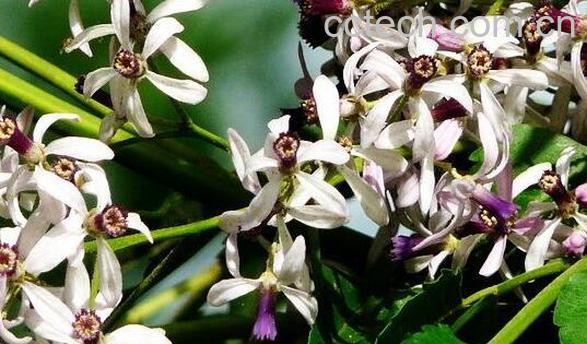 苦楝树的作用与功效-0