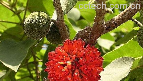 构树的功效与作用-1