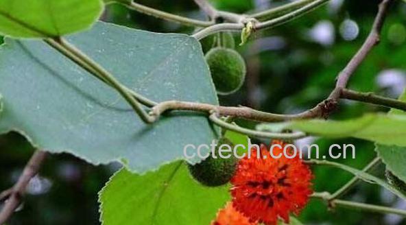 构树的功效与作用-0