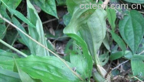 见血清的功效和作用-0