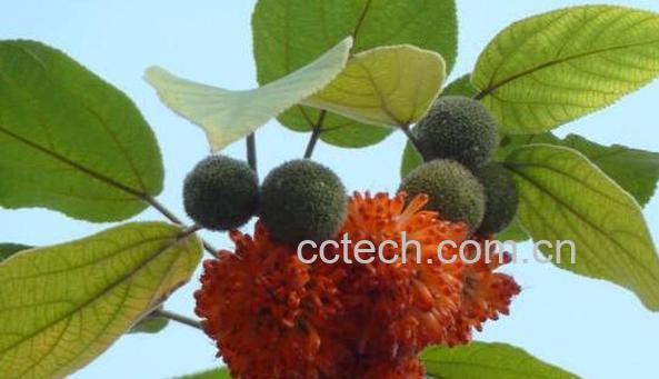 构树果子的功效与作用-1
