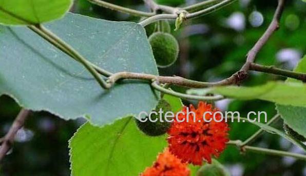 构树果子的功效与作用-0