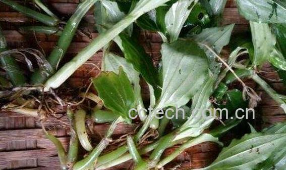 见血清的功效和作用-1