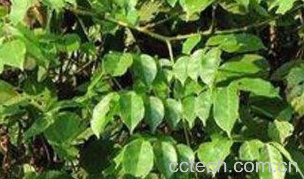 血见愁的功效与作用及药用价值-0