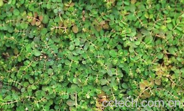 血见愁的功效与作用及药用价值-1