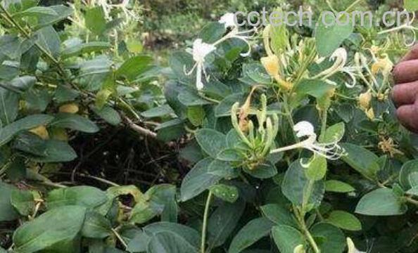 满山香的功效与作用 满山香的禁忌-0