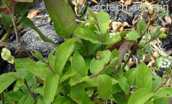 满山香的功效与作用 满山香的禁忌-1