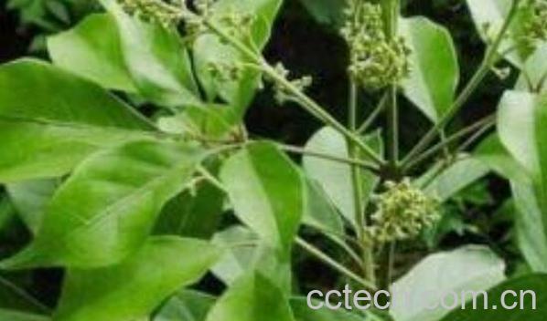 牡荆叶的功效与作用 牡荆叶的药用价值-0