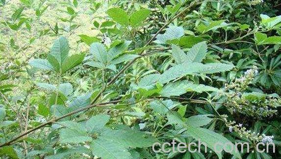 牡荆草的功效与作用-1