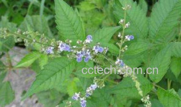 牡荆叶的功效与作用 牡荆叶的药用价值-1