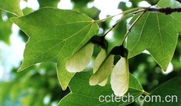 三角枫藤枫藤的功效与作用-0