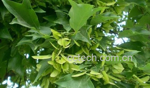 三角枫藤枫藤的功效与作用-1