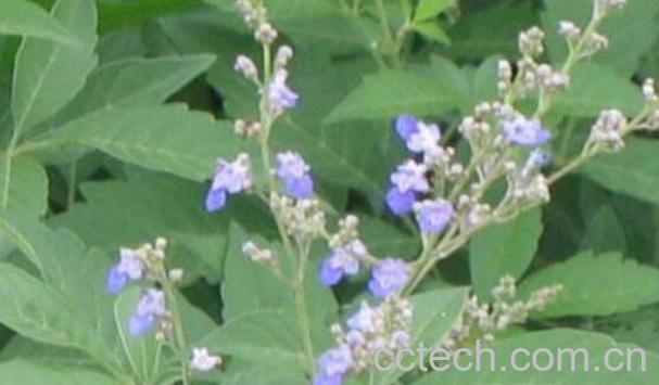 牡G的功效与作用 牡G的药用价值-0