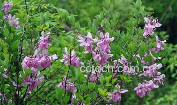 木蓝的功效与作用 木蓝的药用价值-0