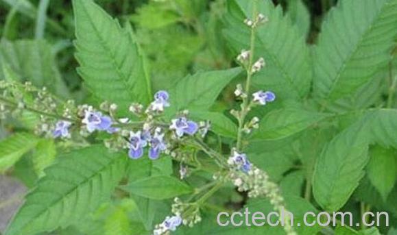 牡G的功效与作用 牡G的药用价值-1