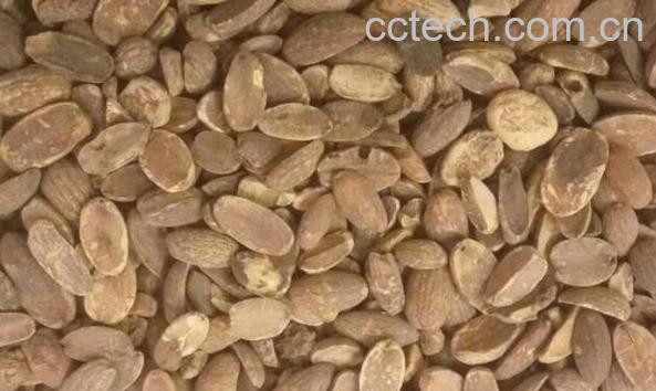 柴籽粉的功效和作用-0