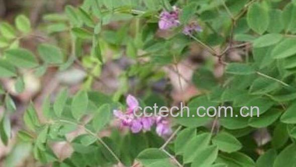 木蓝的功效与作用 木蓝的药用价值-1