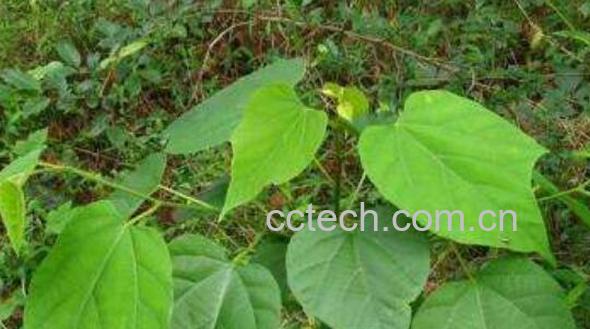 八角枫的功效与作用-0