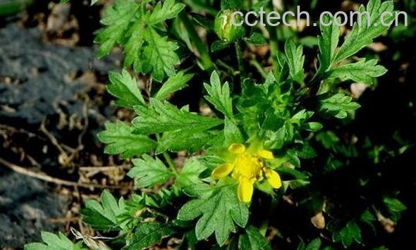 地蜂酒的功效与作用-0