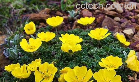 地蜂酒的功效与作用-1