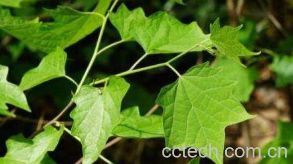 八角枫的功效与作用-1