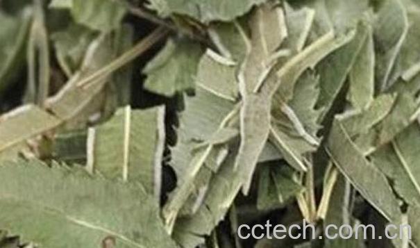 金鸡尾的功效与作用 金鸡尾的药用价值-0