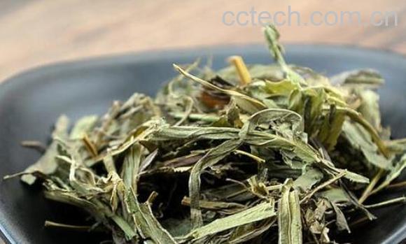 金鸡尾的功效与作用 金鸡尾的药用价值-1