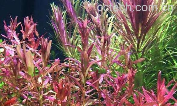 泡泡草的功效与作用 泡泡草的副作用-1