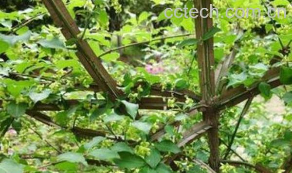 鬼箭羽的功效与作用 鬼箭羽的药用价值 -1