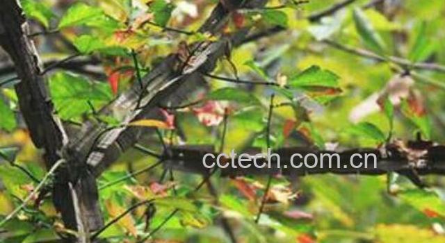 鬼箭羽的功效与作用 鬼箭羽的药用价值 -0