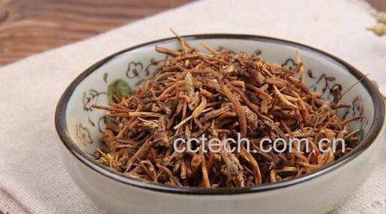 坚龙胆的功效与作用-1