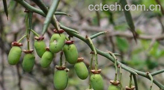 青刺尖的功效与作用 青刺尖的副作用-1