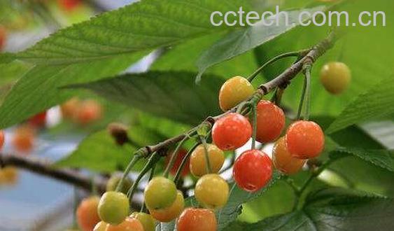 樱桃枝的功效与作用 樱桃枝的药用价值-0