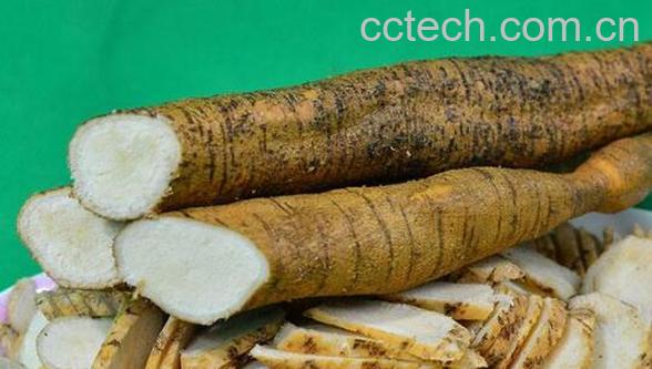 小牛力的功效与作用 小牛力的药用价值-1