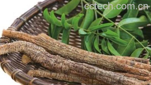 大力牛与牛大力的区别 大力牛的功效与作用-1