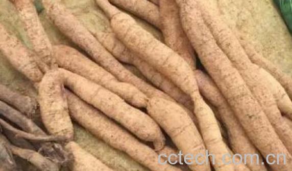 大力牛与牛大力的区别 大力牛的功效与作用-0