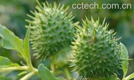 刺苹果可不可以吃 刺苹果怎么吃好吃-0