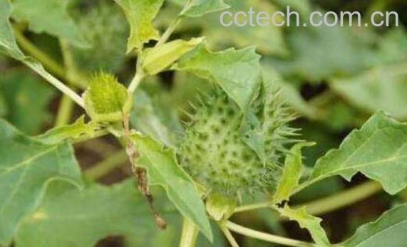 刺苹果可不可以吃 刺苹果怎么吃好吃-1